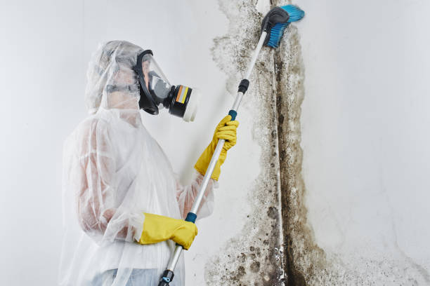 Mold Removal Process in Brodheadsville, PA