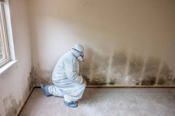 Home Mold Removal in Brodheadsville, PA